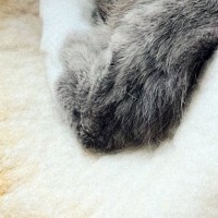 ドーナツ型の『キャットハウスにいた猫』→左足だけ外に出ていて…飼い主困惑の『くつろぎ方』に１万いいね「猫かどうかも怪しい」