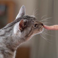 猫を『社交的な性格』に育てる方法5つ　フレンドリーなことで得られるメリットもご紹介