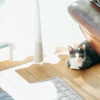 猫が家族にみせる『遠慮や気遣い』のような行動5選　考えられる心理や接し方のポイントまで