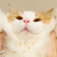 喜ぶと聞いて猫に『バンザイ』をさせてみた結果…予想外のリアクションに「想像を超えてきたｗ」「かわいいｗ」と笑顔になる人が続出