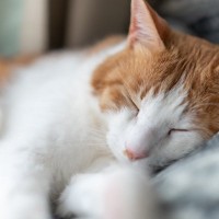 猫の『寝相が変化した』ときに考えられる理由3つ　放置しても大丈夫？注意すべきケースも解説
