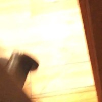 『すごい物音』が聞こえて見に行ったら、猫たちが…思わず笑みがこぼれる『尊すぎる様子』が20万再生「ペチペチｗ」「あまりにも可愛い」