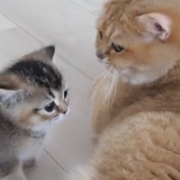 部屋でくつろぐママ猫のもとへ、子猫たちが次々と甘えにやってきて…ほっこりする光景に「愛情がすごい」「とっても優しいね」と反響
