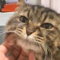 顎をなでなでされるキジトラ猫→段々と『とろけていった』結果…表情の変化が可愛すぎると１万いいね「ありゃぁぁ」「信じられないほど可愛い」