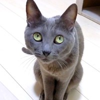 無言で何かを訴えるネコ→ついていくと、部屋の隅に案内され…あまりにも愛おしい光景が43万再生「お姫さまだね」「上目遣いがたまらん」