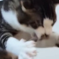 全身を使って『ドライヤーの風と戦っていた子猫』が、成長した結果…爆笑の展開に２万いいねの反響「最後は変わってないｗ」「おててがやばい」