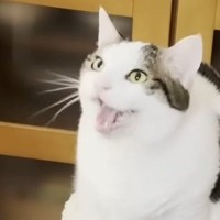 家事で忙しいママに『構ってほしい猫』→力強く鳴いて…ほのぼのしたやり取りに癒される人が続出「甘えん坊だねｗ」「永遠に聞いていたい」