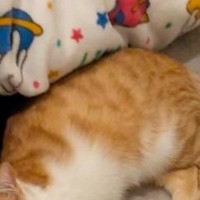 ゆったりとくつろぐ猫→おててを見たら…思わず笑ってしまう『予想外すぎる行動』に1万9000いいね「かわいぃーｗ」「袋とか好きだよね」