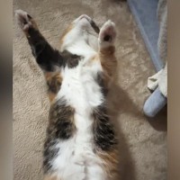 万歳したまま『仰向けで寝ていた猫』→顔を覗いてみたら…衝撃的な光景に「怖いよｗｗ」「死んだふりかなｗ」「心配が勝つｗ」と10万再生