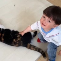 猫をロボット掃除機から守りたい男の子→大慌てでやってきて…微笑ましい光景が71万再生「優しすぎて涙が出た」「温度差がすごいｗ」