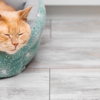 猫が『気に入っている場所』を掃除する方法5つ　頻度の目安や清潔を保つコツもご紹介