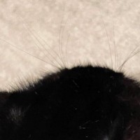 愛猫の頭に『ハゲ』を発見→病院に行った結果…獣医から告げられた『驚きの診断結果』に４万いいね「知らなかった」「何回聞いても可愛い」