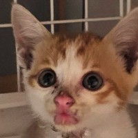 重度の皮膚炎だった『500gの小さな子猫』→約半年後…激変した『現在の様子』に感動「ご立派になられたね」「めっちゃ可愛い」と１万いいね