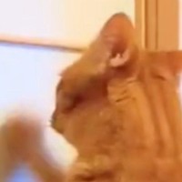 今まで障子を破っていた猫→『プラスチック製』に変わった結果…『可愛すぎる反応』に15万いいね「わかってやってるなｗ」「不満そうｗ」