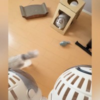 動物病院へ向かう兄妹猫→キャリーを持ってくると…あまりにも正反対な『リアクション』に反響「イヤーって泣いてるのが可愛いｗ」