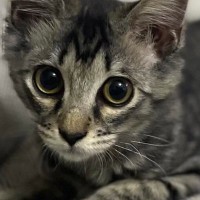 毛が短かった子猫→成長して、想像以上に『毛が伸びた』結果…２年後の『まさかの光景』に驚愕「神様とかにいそうｗ」「えっ～！すごく素敵」