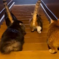 『一斉に階段を降りる猫たち』を後ろから見守った結果…たまらなく可愛い光景に「足音大きい子が好き」「おちりがたまらん」と49万再生の反響