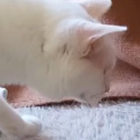 猫がこたつから出ていた『謎の物体』を見つけた結果…可愛すぎるリアクションが291万再生「ツチノコ発見したみたいなｗ」「ニヤけたｗ」