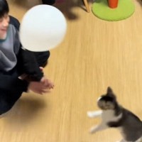 小学生のお兄ちゃんが子猫と『風船』で遊んだ結果…まさかの光景に「最高のパートニャーｗ」「本当にほっこりしたｗ」と55万再生の反響
