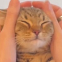 耳をマッサージしてもらう子猫→リラックスしすぎた結果…衝撃的すぎる『表情の変化』が103万再生「夜の踊り子みたいｗ」「目がやばいｗ」