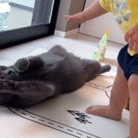 猫に近づく赤ちゃん→撫でようと手を伸ばしたら…『まさかの展開』が尊すぎると194万再生「大事にされてるのがわかる」「名残惜しそうｗ」