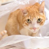 猫が『ビニール』を噛もうとする理由3選　危険なトラブルの可能性、やめさせる方法も解説