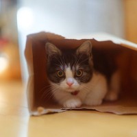 猫が『袋の中に入りたがる』4つの理由　なぜ興味を示すの？安全対策のポイントも