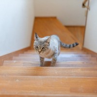 『吹き抜けや階段』がある家で起こりうるトラブル3選　思わぬ事故のリスクや安全を守るための対策方法まで