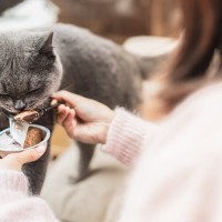 猫の寿命に悪影響を与える『親バカ行為』3選　起こりうるトラブルから適切な関わり方まで