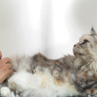 猫の『サマーカット』って本当に必要なの？3つの良い点・悪い点から検討すべきことまで