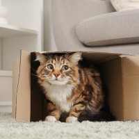 猫があなたに『嫌なキモチです』と訴えている仕草5選　不快感を抱く理由や適切な対処法も