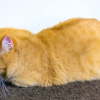 猫が物に頭を押し当てる『ヘッドプレッシング』が危険な理由3つ　見逃せない症状や取るべき対処法も解説