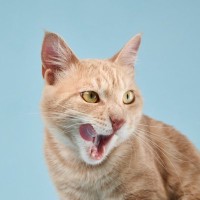 猫が口の周りを『やけに舐めている』ときの理由4つ　病気の可能性から対処法まで解説