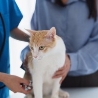 猫が発症すると『治らない病気』5つ　主な原因や症状や飼い主にできることを解説