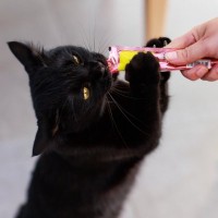 猫を『甘やかし続ける』と起こるリスク5つ　健康に与える悪影響から適切な接し方まで