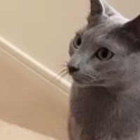 廊下に座っていた猫たち→パパの『鼻歌』が聞こえてきた結果…まさかの反応が21万再生「怖すぎたｗｗ」「笑いが止まらないｗ」と爆笑の声