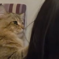 宿題中の女の子にかまってほしい猫→肩をトントンと叩いて…たまらなく可愛い『健気な様子』が40万再生「いい関係だね」「全部が愛おしい」