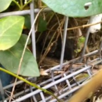 『昨日から子猫が鳴いている』と彼氏から連絡→すぐに助けに向かった結果…2か月間の記録に「めっちゃ泣いた」「凄すぎないか」と76万再生