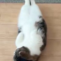 仰向けの状態で『床で寝ていた猫』→目が覚めると…まるで人間のような反応に４万いいね「酔っぱらって床で寝たとき」「おっさんみたいｗ」