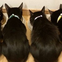 並んでごはんを食べる『そっくりな４匹の黒猫』→『しっぽの形』は驚くほど違っていて…「素敵すぎる」「みんな個性的で良い」と２万いいねの反響