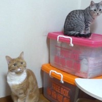同じ場所にいる2匹の猫→『それぞれの名前』を呼んでみた結果…賢すぎる『完璧なリアクション』が56万再生「声がかわゆいｗｗ」「天才」