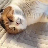 朝から甘えん坊モード全開の三毛猫→ゴロゴロと喉を鳴らして…『幸せすぎる光景』に「仕事いけないねｗ」「日々の疲れに効く」と反響