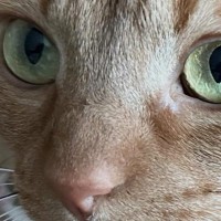 猫と一緒に暮らし始めて４年→ほっぺに『可愛すぎる模様』があることに気づいて…「半端ない破壊力」「ただでさえ可愛いのに」とSNSで反響