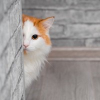 猫があなたを『覗き見』しているときの理由4選　物陰から覗く心理や見られているときの対処法まで