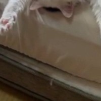 『絶対わざとだと思う』→ベッドの上を見ると、ネコが…笑ってしまう瞬間に１万いいね「見せつけてるやつｗ」「めちゃかわいいｗ」