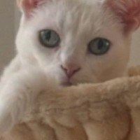 ハンモックでくつろぐ猫→頭に『王冠のようなもの』がついていると思ったら…『まさかの光景』に「３度見した」「何回みてもわからんｗ」の声