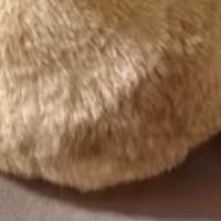 ふと、『クッションの上でくつろぐ猫』を見たら…予想外の『可愛すぎるフォルム』に「見た瞬間声でたｗ」「すごいｗ」と癒される人が続出