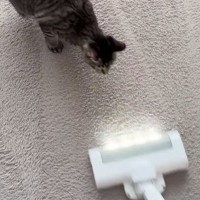 掃除機に向かってダッシュしてきた猫→次の瞬間…猫とは思えない『まさかの光景』が161万再生「モップ掛けになってるｗ」「初めて見たｗ」