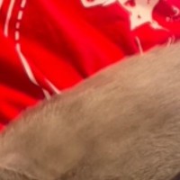 普段は怪獣みたいに『元気いっぱいな猫』→ママには甘えないのに、息子の前になると…微笑ましい光景が11万再生「すごい体勢ｗ」と反響