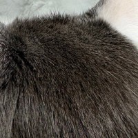 白い体に黒い模様が入った猫→『後頭部』を見ると…可愛すぎる光景に２万いいね「人間のヘアスタイルそっくりｗ」「カットいったのかな」